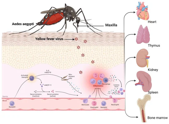 7. The Silent Threat of Zika (image credits: wikimedia)