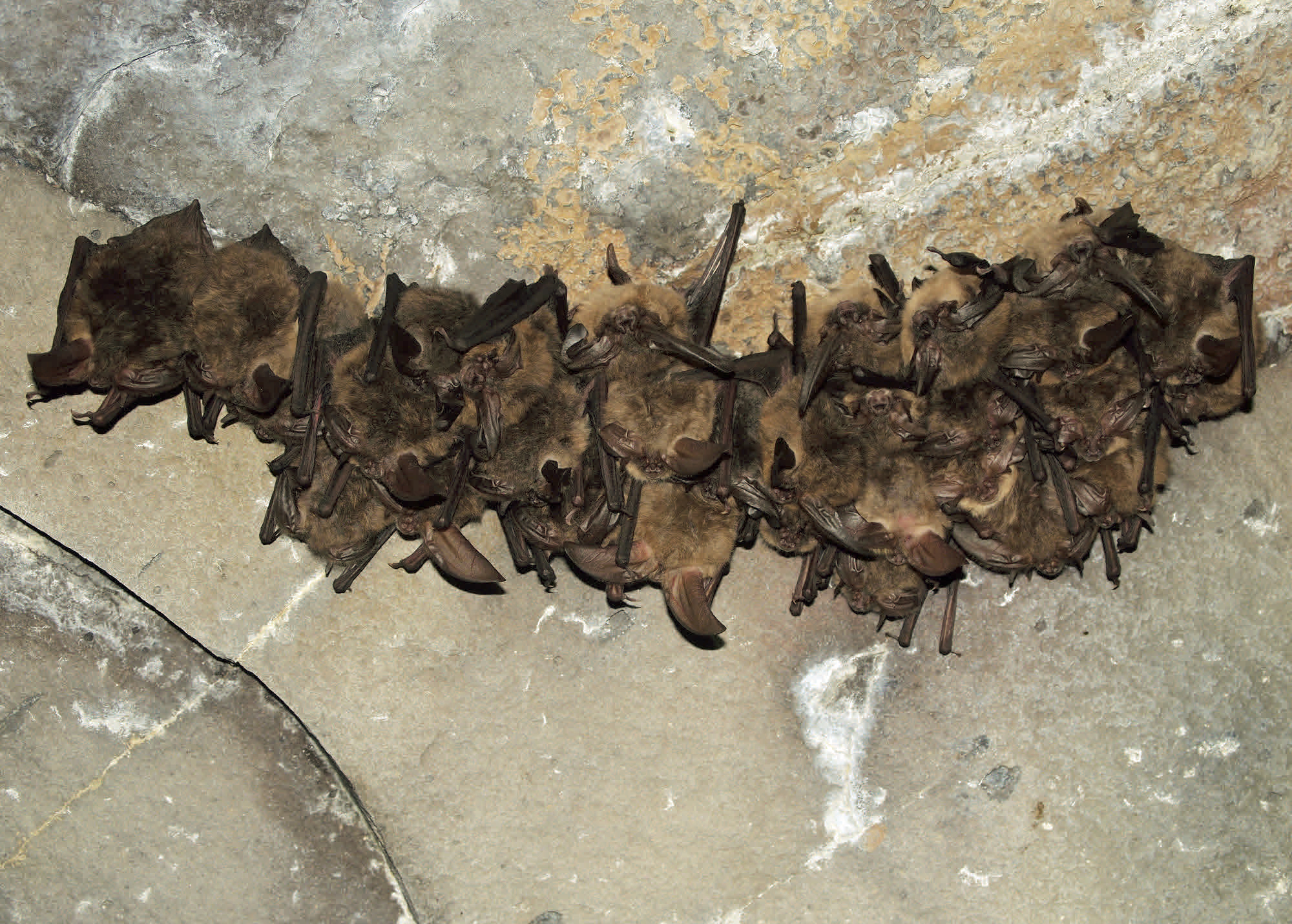 8. The Deadliness of Rabies (image credits: wikimedia)